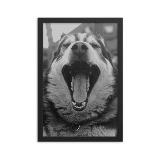 Decora tu espacio con esta fotografía de un adorable perrito. Realizada por Chamaco Viejo en blanco y negro para que combine con cualquier pared o espacio. Da personalidad a tus habitaciones con este póster enmarcado, impreso en papel mate resistente y grueso.